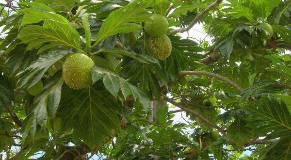 10 Pohon yang Dipercaya Sebagai Tempat Tinggal Makhluk Halus