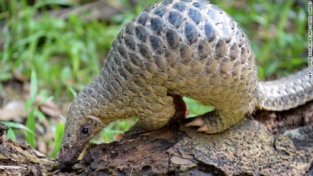 Singapura Gagalkan Operasi Penyelundupan 14 ton sisik Trenggiling (Pangolin).