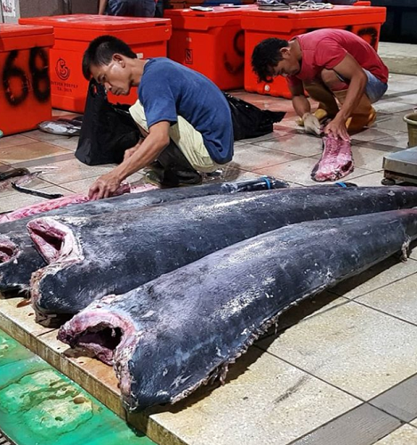 Pasar Ikan Modern Muara Baru, Tsukiji Market-nya Indonesia Nih!