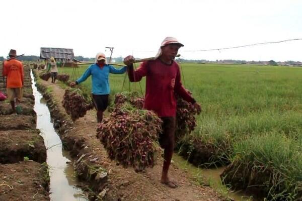 Kementan Targetkan Sejuta Petani Millennial