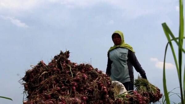 Kementan Targetkan Sejuta Petani Millennial
