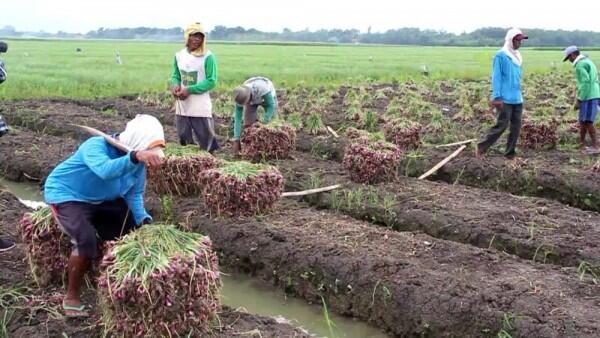 Kementan Targetkan Sejuta Petani Millennial