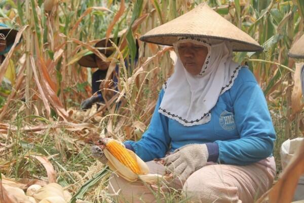 Kementan Targetkan Sejuta Petani Millennial