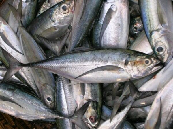 Meski Murah, Ini 8 Khasiat yang Kamu Dapat dari Konsumsi Ikan Kembung