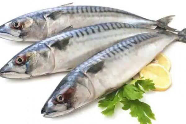 Meski Murah, Ini 8 Khasiat yang Kamu Dapat dari Konsumsi Ikan Kembung