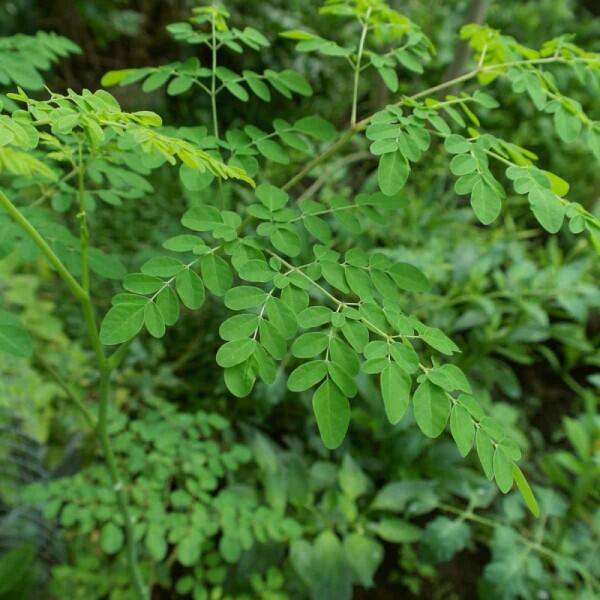 Berdaun Kecil, Ternyata 6 Manfaat Besar Ini Ada di Daun Kelor Lho!