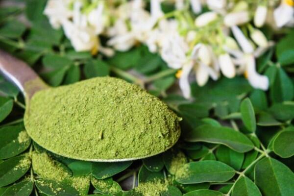 Berdaun Kecil, Ternyata 6 Manfaat Besar Ini Ada di Daun Kelor Lho!