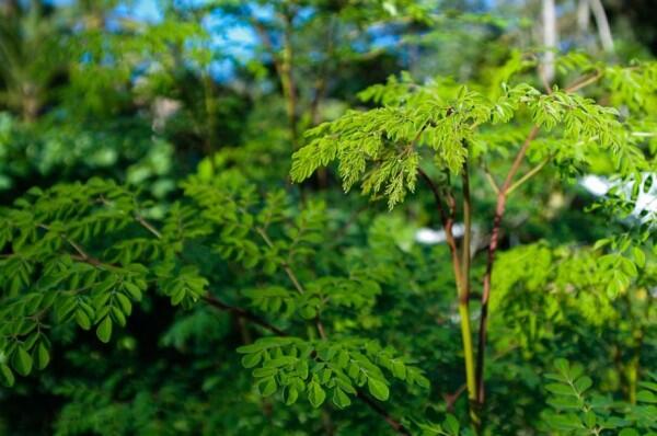 Berdaun Kecil, Ternyata 6 Manfaat Besar Ini Ada di Daun Kelor Lho!