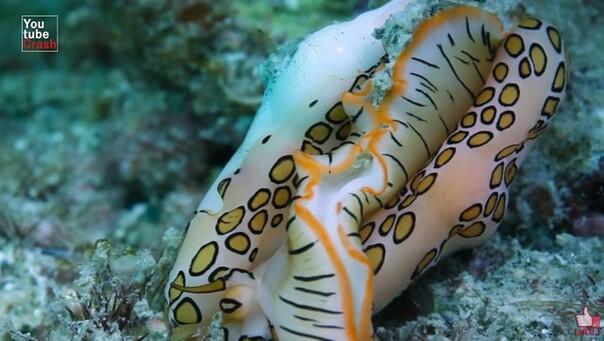 10 Hewan dengan warna Paling Unik, Nomor 4 Banyak yang Belum Pernah Lihat