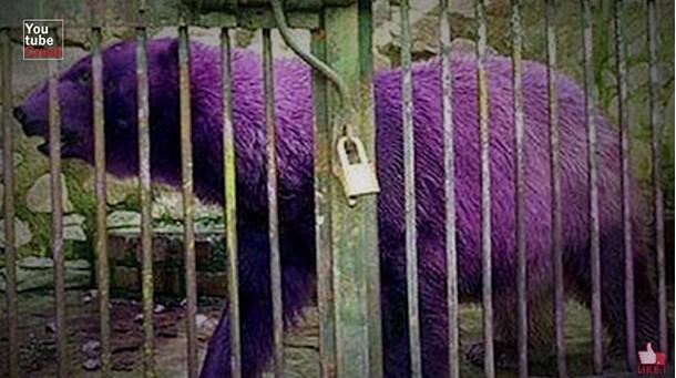 10 Hewan dengan warna Paling Unik, Nomor 4 Banyak yang Belum Pernah Lihat