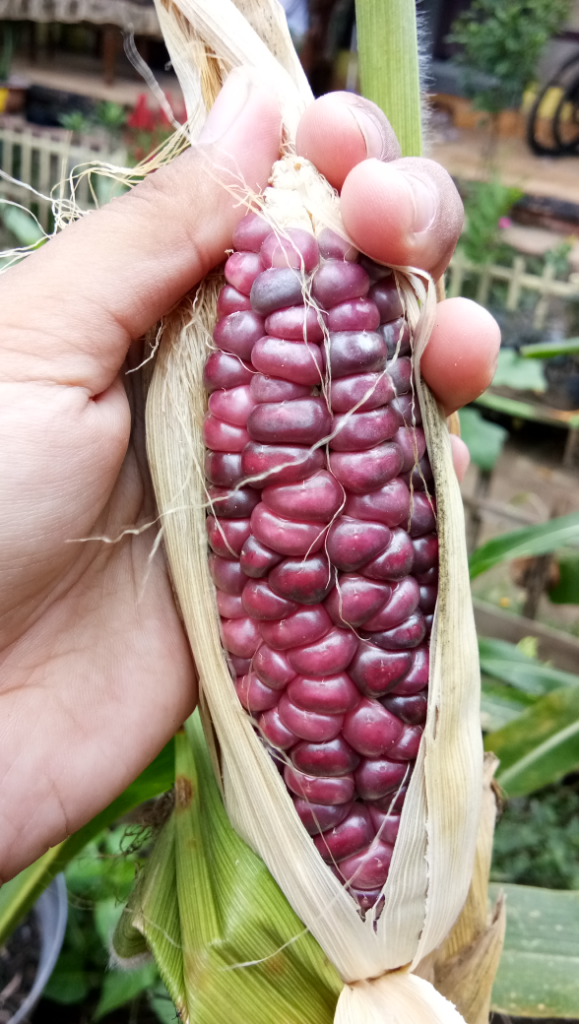 Jagung ungu yang kaya manfaat