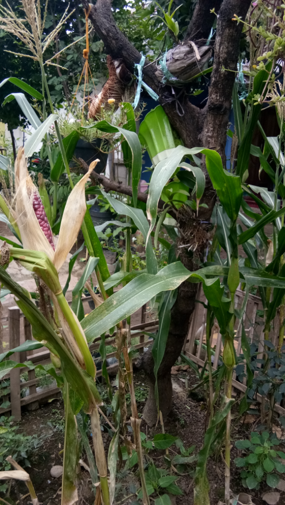 Jagung ungu yang kaya manfaat