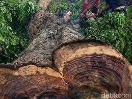 Bukti Keganasan Manusia, Pohon Di Ruas Jalan Saja Masih Ditebang Dan Dijual