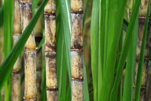 Petani Gula Tuntut HPP Naik, Pemerintah Diminta Tekan Biaya Produksi