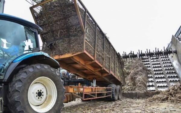 Petani Gula Tuntut HPP Naik, Pemerintah Diminta Tekan Biaya Produksi