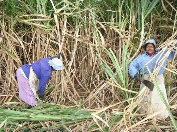 Petani Gula Tuntut HPP Naik, Pemerintah Diminta Tekan Biaya Produksi
