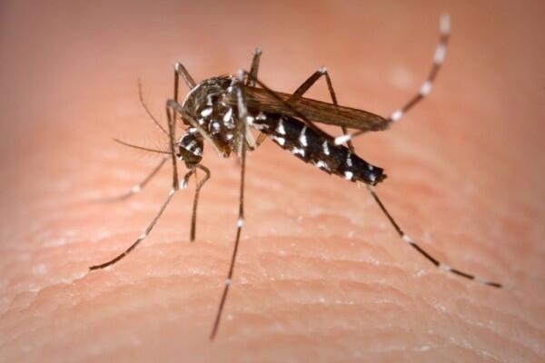 10 Gejala Chikungunya yang Sering Terlewatkan, Segeralah Ditangani!