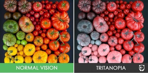 8 Gambar Bedanya Apa Dilihat Orang Normal vs Buta Warna Tritanopia