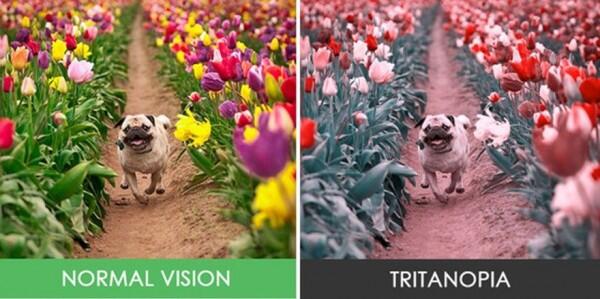 8 Gambar Bedanya Apa Dilihat Orang Normal vs Buta Warna Tritanopia