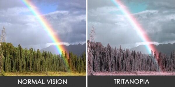 8 Gambar Bedanya Apa Dilihat Orang Normal vs Buta Warna Tritanopia