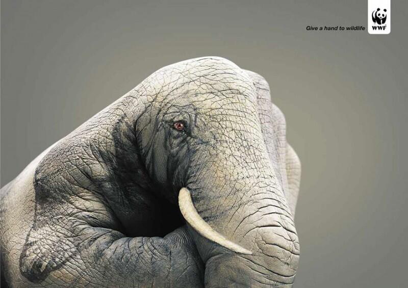 Iklan-Iklan Ini Akan Membuka Mata Kita, Tentang Hewan Yang Telah Diambang Kepunahan