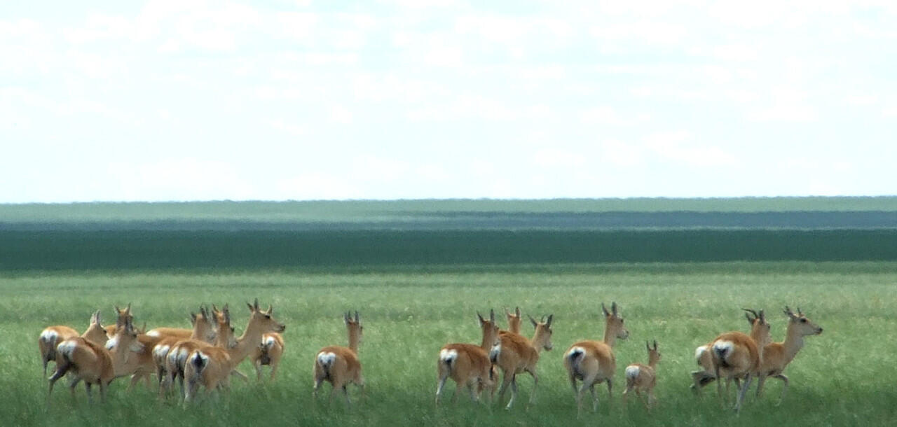 LOKASI TERBAIK SAAT BERPETUALANG DI MONGOLIA
