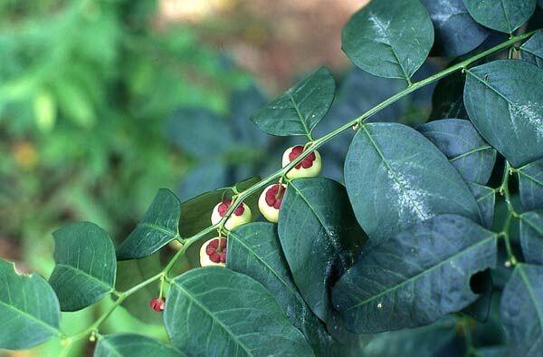Gak Cuma untuk ASI, 8 Manfaat Lain Daun Katuk Ini Baik untuk Pria