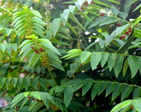 Gak Cuma untuk ASI, 8 Manfaat Lain Daun Katuk Ini Baik untuk Pria