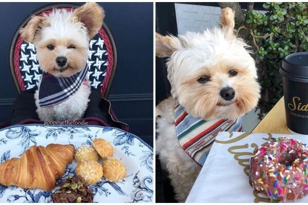 10 Potret Lucu Anjing Sebagai Foodies Hits, Gemesin Banget Sih!