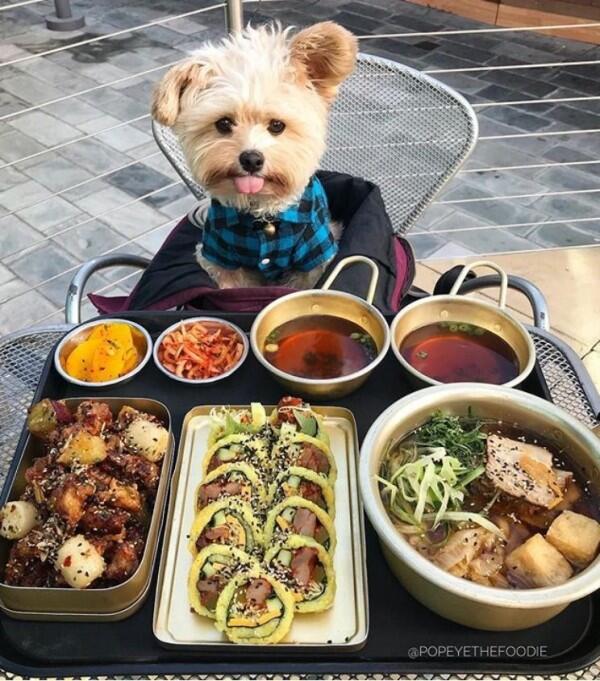10 Potret Lucu Anjing Sebagai Foodies Hits, Gemesin Banget Sih!