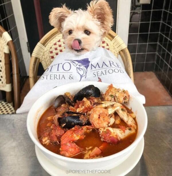 10 Potret Lucu Anjing Sebagai Foodies Hits, Gemesin Banget Sih!