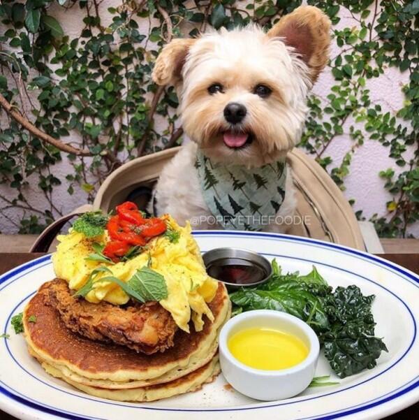 10 Potret Lucu Anjing Sebagai Foodies Hits, Gemesin Banget Sih!