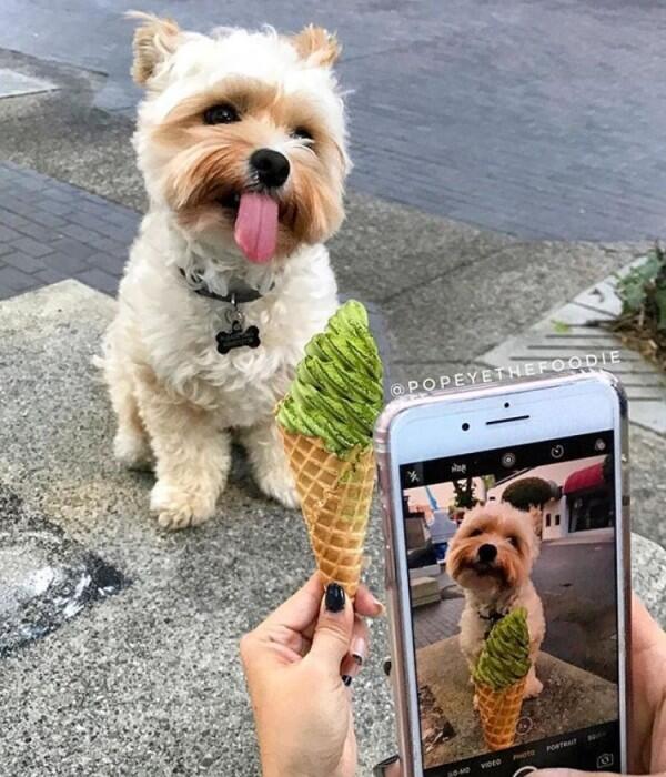 10 Potret Lucu Anjing Sebagai Foodies Hits, Gemesin Banget Sih!