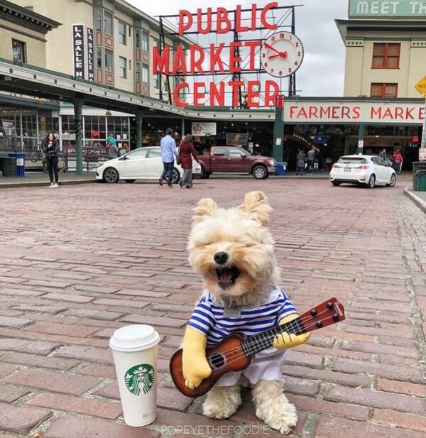 10 Potret Lucu Anjing Sebagai Foodies Hits, Gemesin Banget Sih!