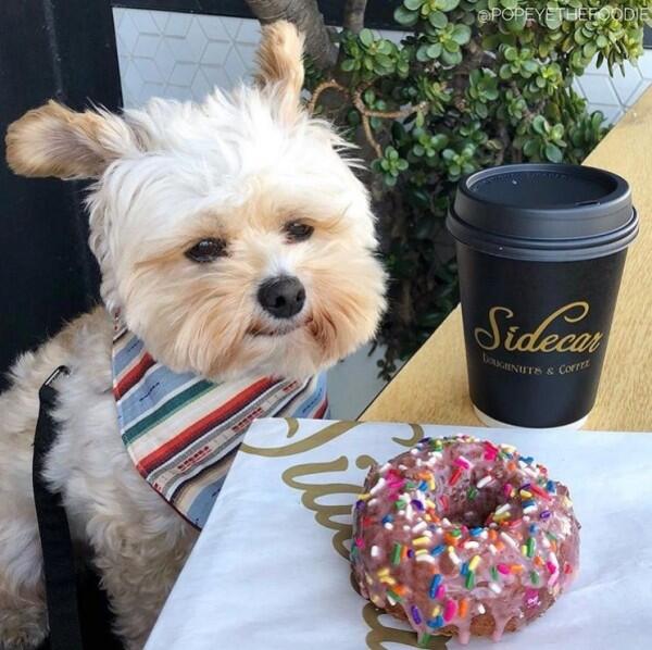 10 Potret Lucu Anjing Sebagai Foodies Hits, Gemesin Banget Sih!