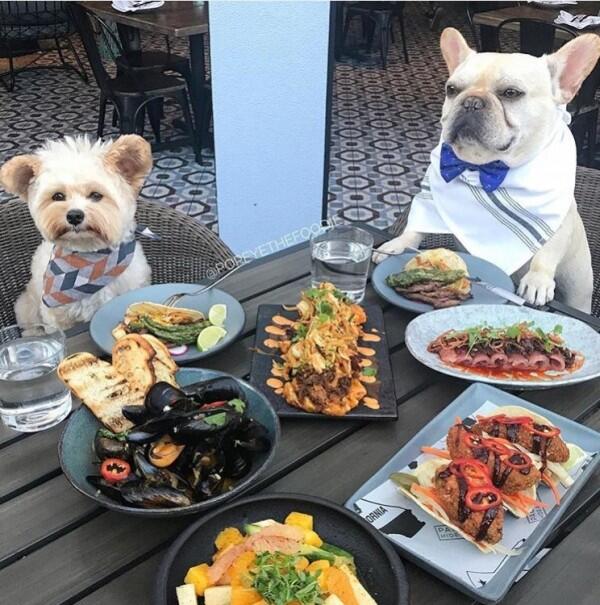 10 Potret Lucu Anjing Sebagai Foodies Hits, Gemesin Banget Sih!