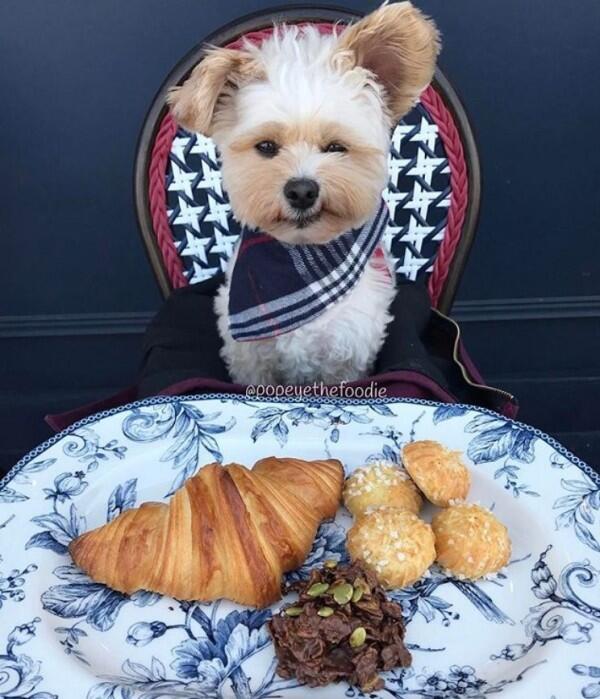 10 Potret Lucu Anjing Sebagai Foodies Hits, Gemesin Banget Sih!