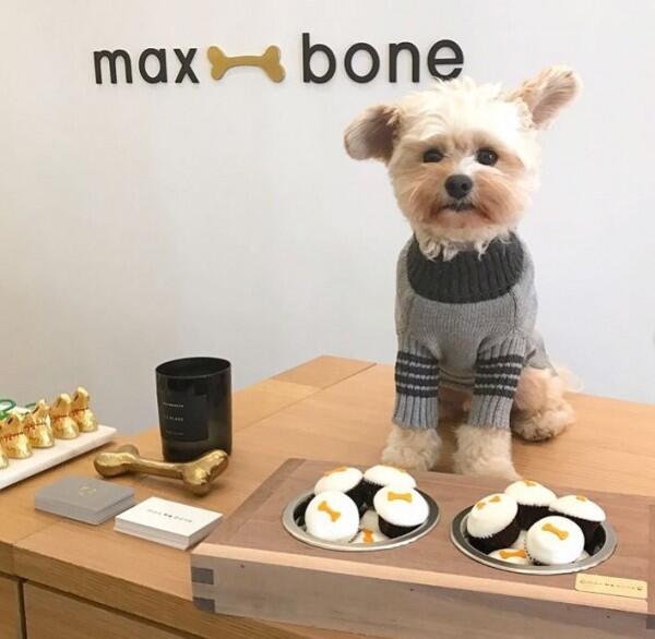 10 Potret Lucu Anjing Sebagai Foodies Hits, Gemesin Banget Sih!
