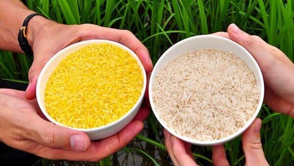 Sering Kamu Temui, 6 Makanan Ini Ternyata Hasil Rekayasa Genetika
