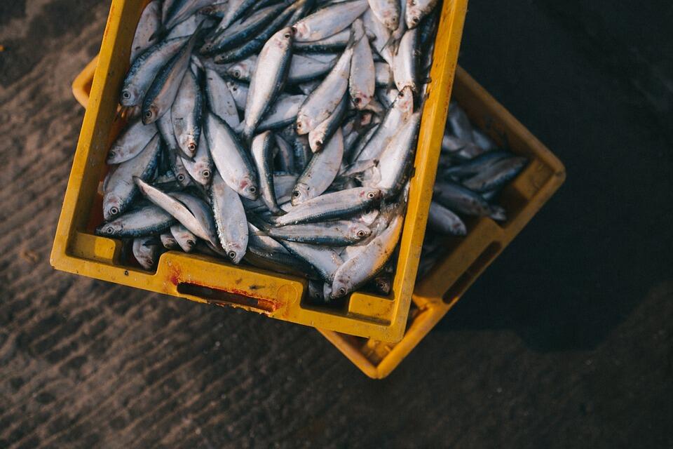 Waspadalah! Tidak Semua Ikan Aman Dikonsumsi. Ini Daftar Yang Terkontaminasi Merkuri