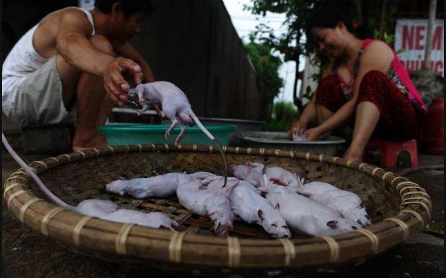 Daging Tikus Jadi Makanan Populer di Vietnam, Berani Coba?