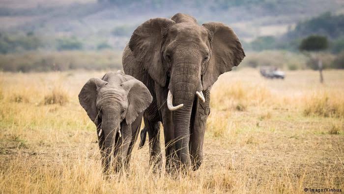 Kisah Menginspirasi Dari Gajah Yang Manusiawi