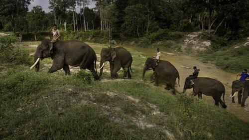 Kisah Menginspirasi Dari Gajah Yang Manusiawi