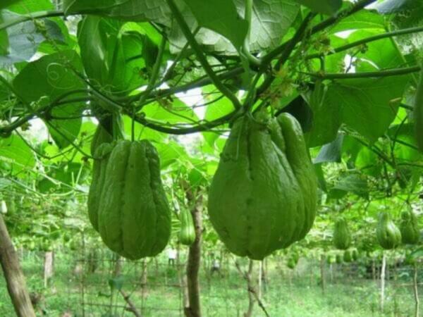 6 Manfaat Sayur Labu Siam, Kurangi Resiko Stroke Juga Lho