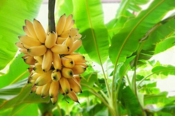 8 Makanan & Minuman yang Aman untuk Penderita Maag, Enak Pula