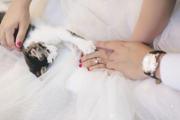 10 Ide Pose Foto Pernikahan yang Cocok buat Pasangan Pencinta Kucing