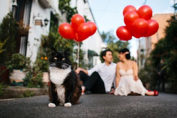10 Ide Pose Foto Pernikahan yang Cocok buat Pasangan Pencinta Kucing