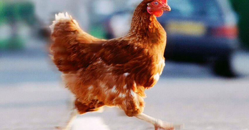 Kenapa Ayam Gak Menyebrang Jalan Raya? Ini Jawabannya Secara Ilmiah!