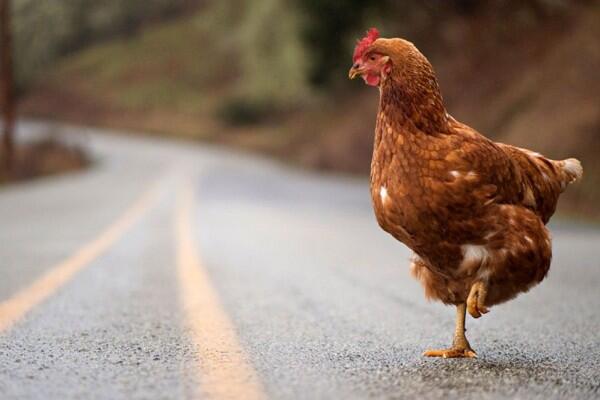Kenapa Ayam Gak Menyebrang Jalan Raya? Ini Jawabannya Secara Ilmiah!