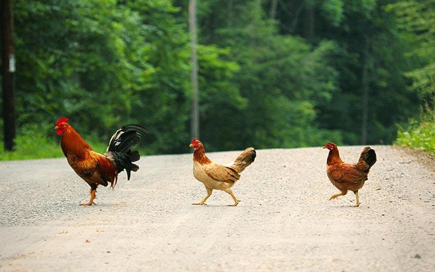 Kenapa Ayam Gak Menyebrang Jalan Raya? Ini Jawabannya Secara Ilmiah!
